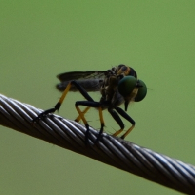 Ommatius sp. (Common yellow robber fly) at Termeil, NSW - 25 Feb 2020 by wendie
