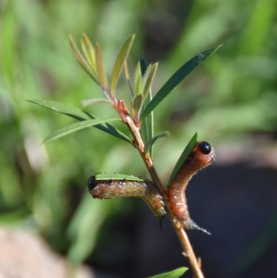 Pterygophorus cinctus (Bottlebrush sawfly) at WI Private Property - 4 May 2020 by wendie