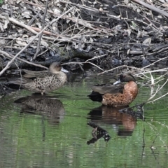 Anas castanea (Chestnut Teal) at WI Private Property - 28 Jun 2020 by wendie