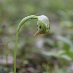 Pterostylis nutans (Nodding Greenhood) at Jerrawangala, NSW - 27 Jun 2020 by wendie