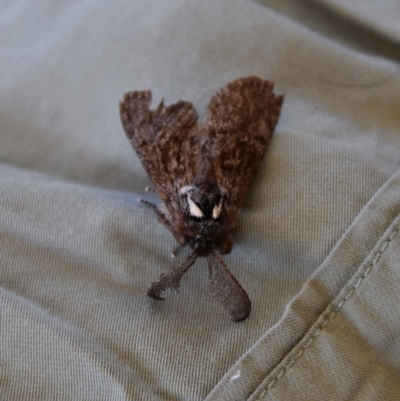 Oenosandra boisduvalii (Boisduval's Autumn Moth) at WI Private Property - 25 Jun 2020 by wendie