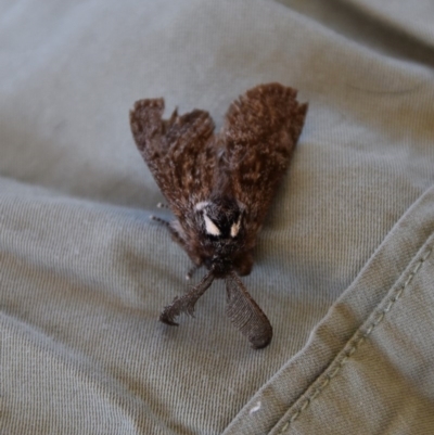 Oenosandra boisduvalii (Boisduval's Autumn Moth) at WI Private Property - 25 Jun 2020 by wendie
