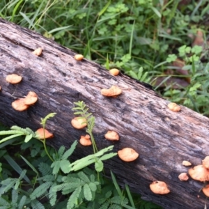 Trametes coccinea at Termeil, NSW - 28 Jun 2020