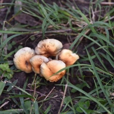 Agarics gilled fungi at Termeil, NSW - 28 Jun 2020 by wendie