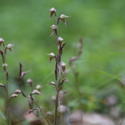 Acianthus fornicatus (Pixie-caps) at Yerriyong State Forest - 27 Jun 2020 by wendie