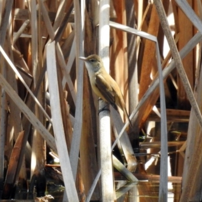 Acrocephalus australis (Australian Reed-Warbler) at Fyshwick, ACT - 1 Oct 2018 by RodDeb