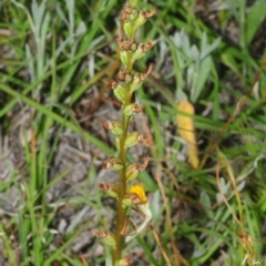 Microtis sp. (Onion Orchid) at Delegate, NSW - 28 Nov 2017 by Harrisi