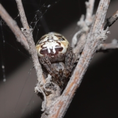 Plebs eburnus (Eastern bush orb-weaver) at ANBG - 1 Jul 2020 by TimL