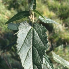 Gynatrix pulchella (Hemp Bush) at Uriarra Recreation Reserve - 2 Jul 2020 by JaneR