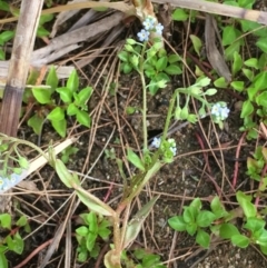 Myosotis laxa subsp. caespitosa (Water Forget-me-not) at Coree, ACT - 22 Nov 2019 by JaneR