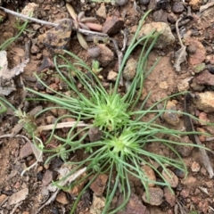 Isoetopsis graminifolia (Grass Cushion Daisy) at Mount Pleasant - 13 Jun 2020 by JanetRussell