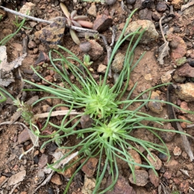 Isoetopsis graminifolia (Grass Cushion Daisy) at Mount Pleasant - 13 Jun 2020 by JanetRussell