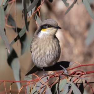 Gavicalis virescens at Franklin, ACT - 3 Jul 2020