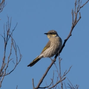 Gavicalis virescens at Franklin, ACT - 3 Jul 2020