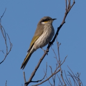 Gavicalis virescens at Franklin, ACT - 3 Jul 2020