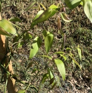 Eustrephus latifolius at Black Range, NSW - 3 Jul 2020