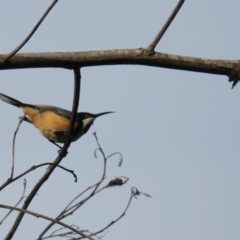 Acanthorhynchus tenuirostris (Eastern Spinebill) at Mossy Point, NSW - 3 Jul 2020 by Gee