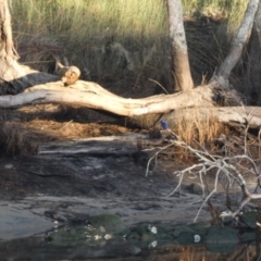 Ceyx azureus (Azure Kingfisher) at Bawley Point, NSW - 30 Jun 2020 by Marg