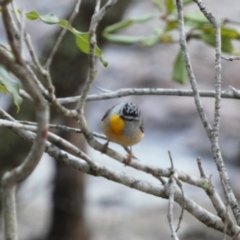 Pardalotus punctatus (Spotted Pardalote) at Bawley Point, NSW - 30 Jun 2020 by Marg