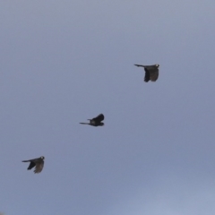 Zanda funerea (Yellow-tailed Black-Cockatoo) at Hawker, ACT - 2 Jul 2020 by Alison Milton