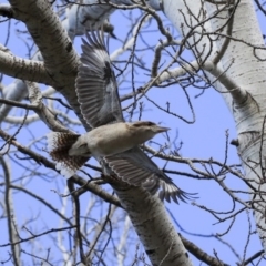 Dacelo novaeguineae (Laughing Kookaburra) at Cotter Reserve - 25 Jun 2020 by Alison Milton