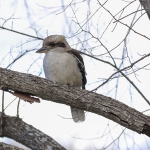 Dacelo novaeguineae at Coree, ACT - 25 Jun 2020