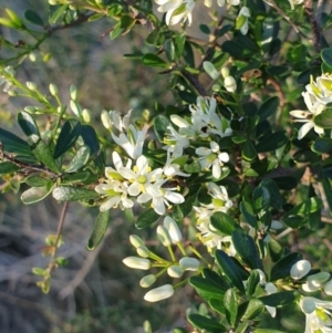 Bursaria spinosa at WREN Reserves - 31 Mar 2020 07:05 AM