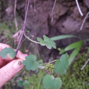 Hydrocotyle laxiflora at West Wodonga, VIC - 3 Jun 2020