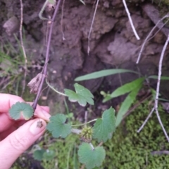 Hydrocotyle laxiflora at West Wodonga, VIC - 3 Jun 2020 07:10 AM