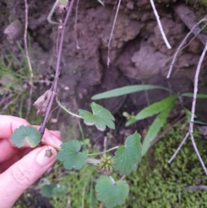 Hydrocotyle laxiflora at West Wodonga, VIC - 3 Jun 2020