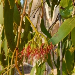 Amyema miquelii (Box Mistletoe) at Wodonga - 30 Mar 2020 by ClaireSee