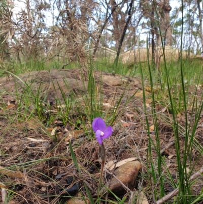 Patersonia sericea (Silky Purple-flag) at Wingecarribee Local Government Area - 8 Jun 2020 by ClaireSee