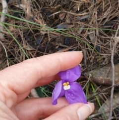 Patersonia sericea at Morton National Park - 9 Jun 2020