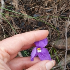 Patersonia sericea at Morton National Park - 9 Jun 2020 04:07 AM
