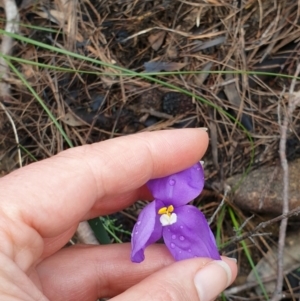 Patersonia sericea at Morton National Park - 9 Jun 2020 04:07 AM