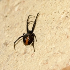 Latrodectus hasselti (Redback Spider) at Higgins, ACT - 3 Jul 2020 by AlisonMilton