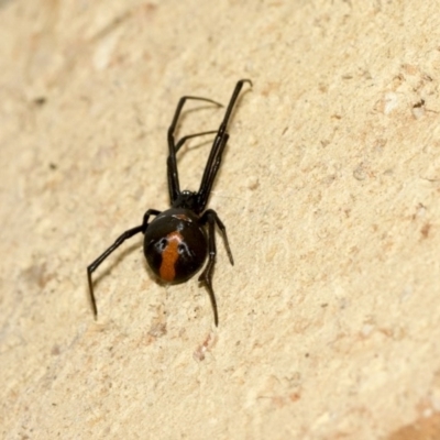 Latrodectus hasselti (Redback Spider) at Higgins, ACT - 2 Jul 2020 by AlisonMilton