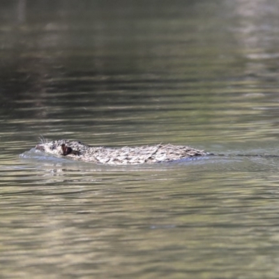 Hydromys chrysogaster (Rakali or Water Rat) at Lake Ginninderra - 3 Jul 2020 by Alison Milton