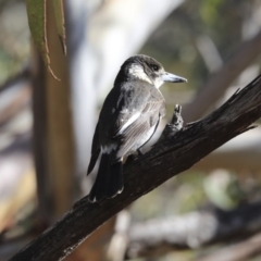 Cracticus torquatus (Grey Butcherbird) at Belconnen, ACT - 3 Jul 2020 by AlisonMilton