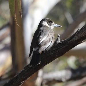 Cracticus torquatus at Belconnen, ACT - 3 Jul 2020