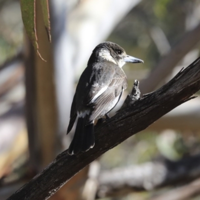 Cracticus torquatus (Grey Butcherbird) at Lake Ginninderra - 3 Jul 2020 by Alison Milton