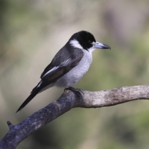 Cracticus torquatus at Belconnen, ACT - 3 Jul 2020