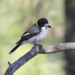 Cracticus torquatus at Belconnen, ACT - 3 Jul 2020