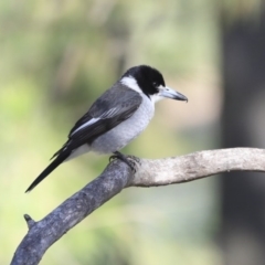 Cracticus torquatus at Belconnen, ACT - 3 Jul 2020