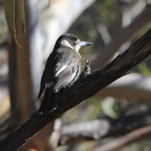 Cracticus torquatus at Belconnen, ACT - 3 Jul 2020