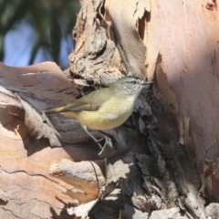 Acanthiza chrysorrhoa (Yellow-rumped Thornbill) at Higgins, ACT - 24 Jun 2020 by Alison Milton