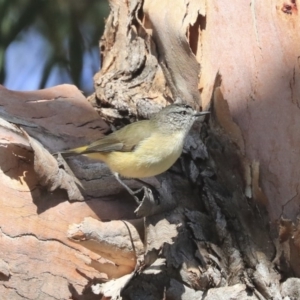 Acanthiza chrysorrhoa at Higgins, ACT - 24 Jun 2020