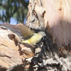 Acanthiza chrysorrhoa at Higgins, ACT - 24 Jun 2020