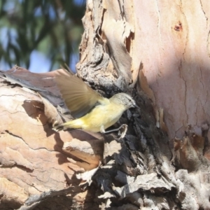 Acanthiza chrysorrhoa at Higgins, ACT - 24 Jun 2020