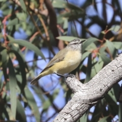 Acanthiza chrysorrhoa at Higgins, ACT - 24 Jun 2020